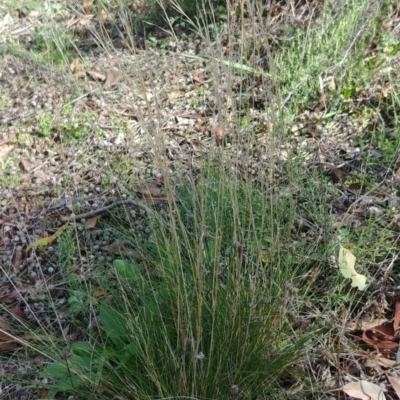 Austrostipa scabra (Corkscrew Grass, Slender Speargrass) at Majura, ACT - 28 Mar 2021 by Avery