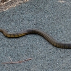 Notechis scutatus (Tiger Snake) at Paddys River, ACT - 29 Mar 2021 by GirtsO