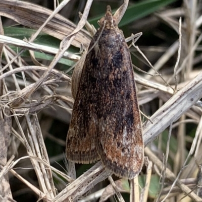 Achyra affinitalis (Cotton Web Spinner) at Murrumbateman, NSW - 26 Mar 2021 by SimoneC