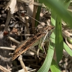 Achyra affinitalis at Murrumbateman, NSW - 26 Mar 2021 04:40 PM