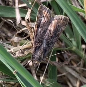 Achyra affinitalis at Murrumbateman, NSW - 26 Mar 2021