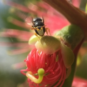 Hylaeus (Gnathoprosopis) euxanthus at Parkes, ACT - 29 Mar 2021