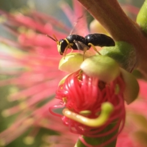 Hylaeus (Gnathoprosopis) euxanthus at Parkes, ACT - 29 Mar 2021