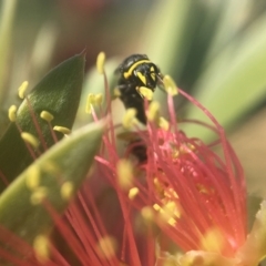 Hylaeus (Gnathoprosopis) euxanthus at Parkes, ACT - 29 Mar 2021