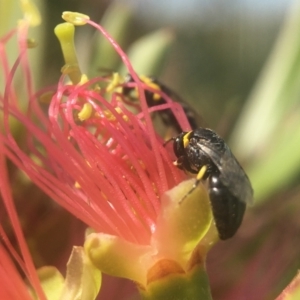 Hylaeus (Gnathoprosopis) euxanthus at Parkes, ACT - 29 Mar 2021