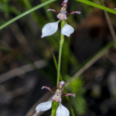 Eriochilus cucullatus (Parson's Bands) at Bundanoon - 29 Mar 2021 by Aussiegall