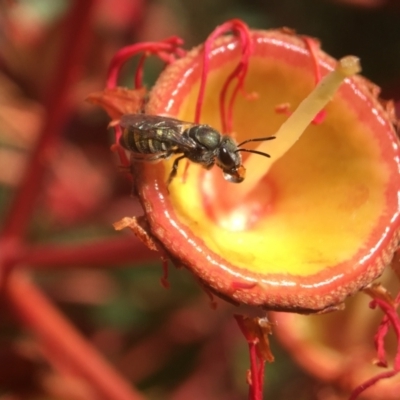 Lipotriches flavoviridis species group at Acton, ACT - 28 Mar 2021 by PeterA