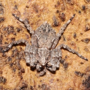 Stephanopis sp. (genus) at Downer, ACT - suppressed