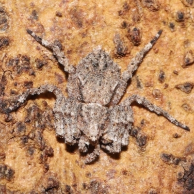 Stephanopis sp. (genus) (Knobbly crab spider) at Downer, ACT - 28 Mar 2021 by TimL