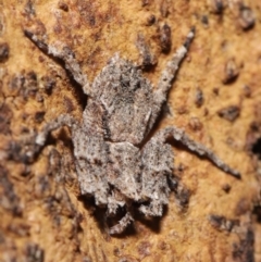 Stephanopis sp. (genus) at Downer, ACT - suppressed