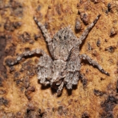 Stephanopis sp. (genus) at Downer, ACT - suppressed