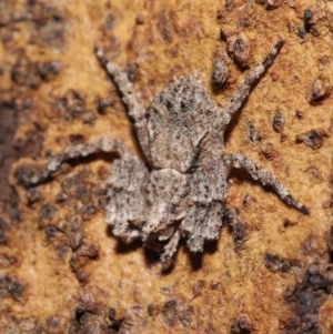 Stephanopis sp. (genus) at Downer, ACT - suppressed