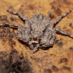 Stephanopis sp. (genus) at Downer, ACT - suppressed