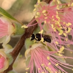 Hylaeus (Gnathoprosopis) euxanthus (Plasterer bee) at Murrumbateman, NSW - 27 Mar 2021 by SimoneC