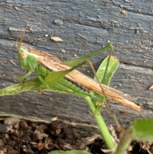 Conocephalus semivittatus at Murrumbateman, NSW - 26 Mar 2021