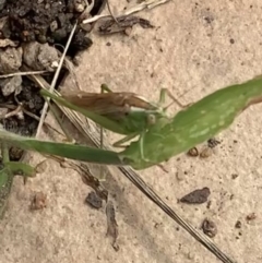 Conocephalus semivittatus at Murrumbateman, NSW - 26 Mar 2021