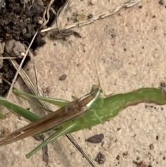 Conocephalus semivittatus at Murrumbateman, NSW - 26 Mar 2021