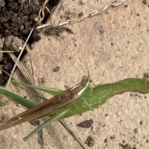 Conocephalus semivittatus at Murrumbateman, NSW - 26 Mar 2021