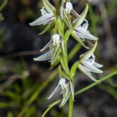 Corunastylis striata (Eastern Hunchback Orchid) at Bundanoon, NSW - 29 Mar 2021 by Aussiegall