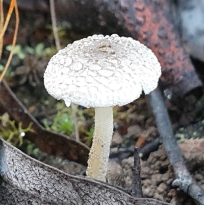Lepiota s.l. at Mount Painter - 25 Mar 2021 by drakes