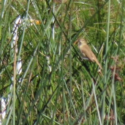 Acrocephalus australis (Australian Reed-Warbler) at Tuggeranong Creek to Monash Grassland - 29 Mar 2021 by RodDeb