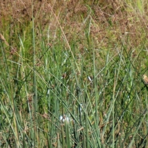 Acrocephalus australis at Monash, ACT - 29 Mar 2021