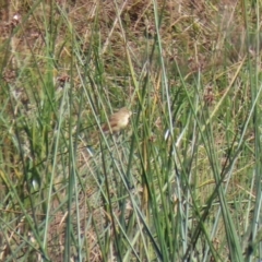 Acrocephalus australis at Monash, ACT - 29 Mar 2021