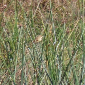 Acrocephalus australis at Monash, ACT - 29 Mar 2021