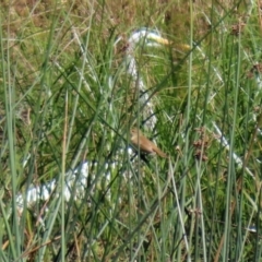 Acrocephalus australis at Monash, ACT - 29 Mar 2021