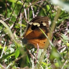 Heteronympha merope (Common Brown Butterfly) at Monash, ACT - 29 Mar 2021 by RodDeb
