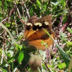 Heteronympha merope at Monash, ACT - 29 Mar 2021