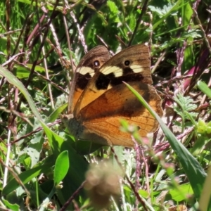 Heteronympha merope at Monash, ACT - 29 Mar 2021