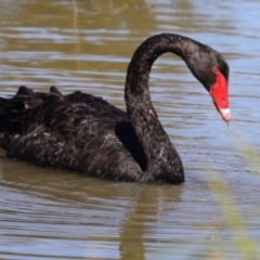 Cygnus atratus at Monash, ACT - 29 Mar 2021