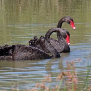 Cygnus atratus at Monash, ACT - 29 Mar 2021 01:23 PM