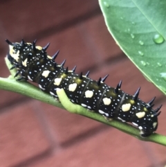 Papilio anactus (Dainty Swallowtail) at Hughes, ACT - 21 Mar 2021 by Tapirlord