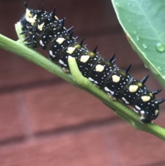 Papilio anactus at Hughes, ACT - 21 Mar 2021 04:10 PM