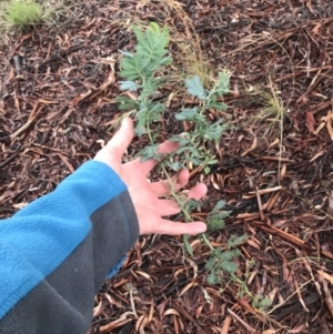 Acacia baileyana at Hughes, ACT - 21 Mar 2021