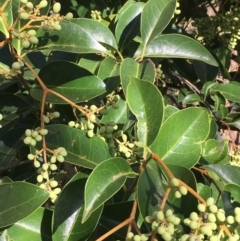 Ligustrum lucidum (Large-leaved Privet) at Majura, ACT - 29 Mar 2021 by JaneR