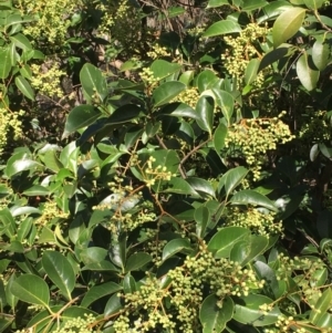 Ligustrum lucidum at Majura, ACT - 29 Mar 2021 03:15 PM