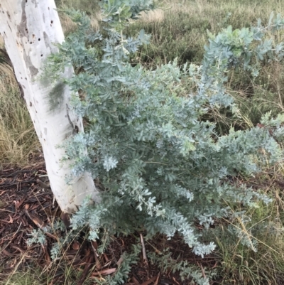 Acacia baileyana (Cootamundra Wattle, Golden Mimosa) at Hughes, ACT - 21 Mar 2021 by Tapirlord