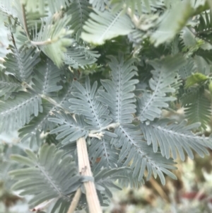 Acacia baileyana at Hughes, ACT - 21 Mar 2021 04:35 PM