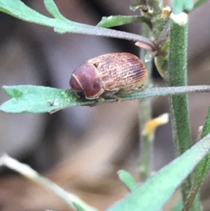 Aporocera (Aporocera) sculptilis at Deakin, ACT - 21 Mar 2021