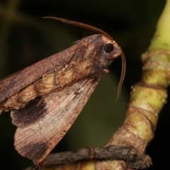 Fisera eribola (Orange-hooded Crest-moth) at Melba, ACT - 25 Mar 2021 by kasiaaus