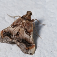 Scenedra decoratalis (A Pyralid moth) at Melba, ACT - 24 Mar 2021 by kasiaaus