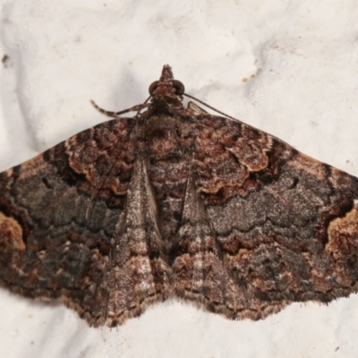 Epyaxa sodaliata (Sodaliata Moth, Clover Moth) at Melba, ACT - 25 Mar 2021 by kasiaaus