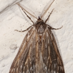 Ciampa arietaria (Brown Pasture Looper Moth) at Melba, ACT - 24 Mar 2021 by kasiaaus