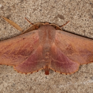 Monoctenia smerintharia at Melba, ACT - 25 Mar 2021 01:32 AM