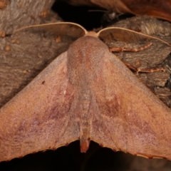 Monoctenia smerintharia at Melba, ACT - 25 Mar 2021