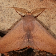 Monoctenia smerintharia (Dark Leaf Moth) at Melba, ACT - 25 Mar 2021 by kasiaaus