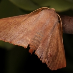 Monoctenia falernaria at Melba, ACT - 26 Mar 2021